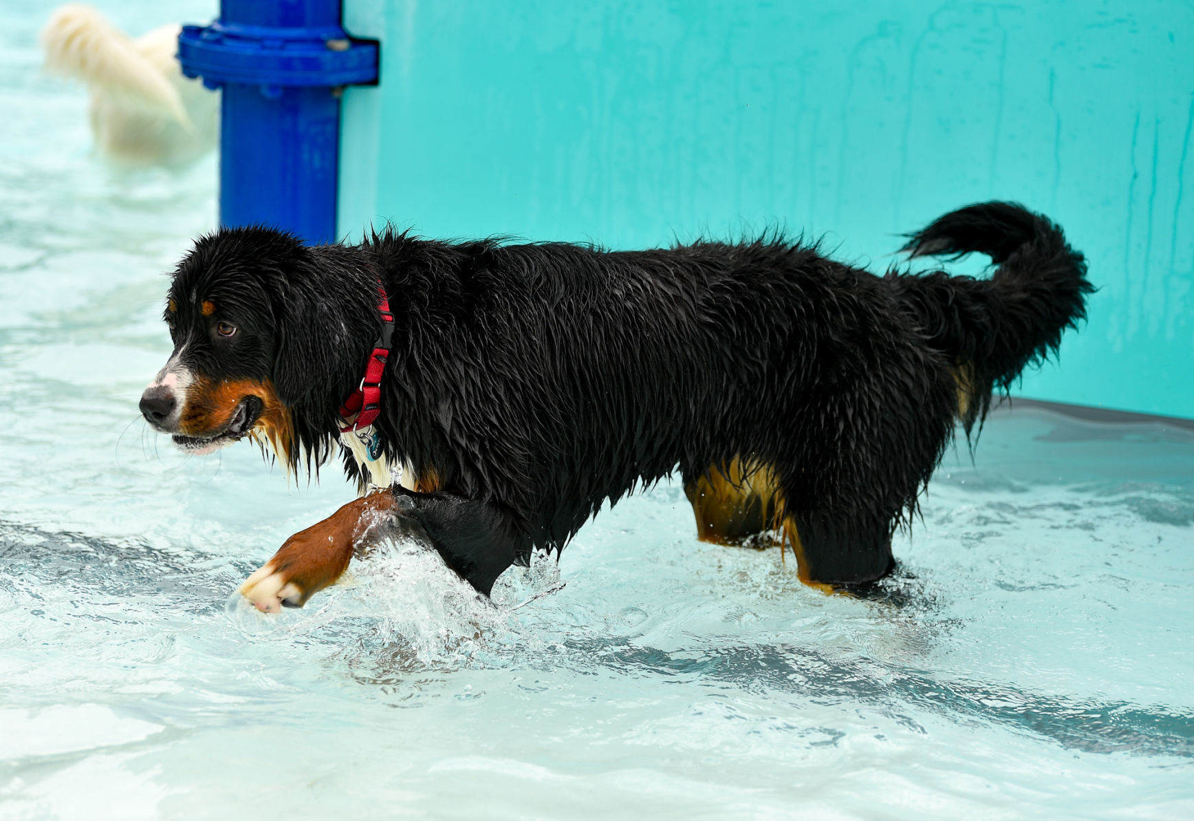 081919-mda-nws-furfriends-044a.JPG